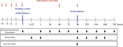 Mitogen-Activated Protein Kinase Signaling Mediates Morphine Induced-Delayed Hyperalgesia